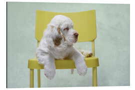 Aluminiumtavla Cute Clumber Spaniel Puppy