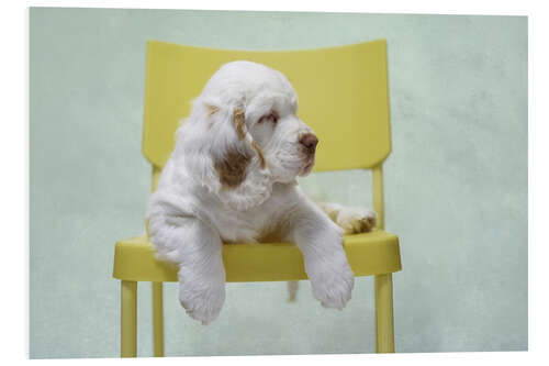 Stampa su PVC Cute Clumber Spaniel Puppy