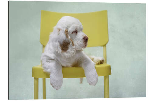 Galleritryck Cute Clumber Spaniel Puppy