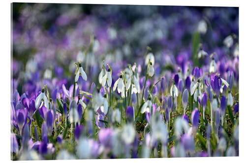 Akrylglastavla Spring vibe in violet