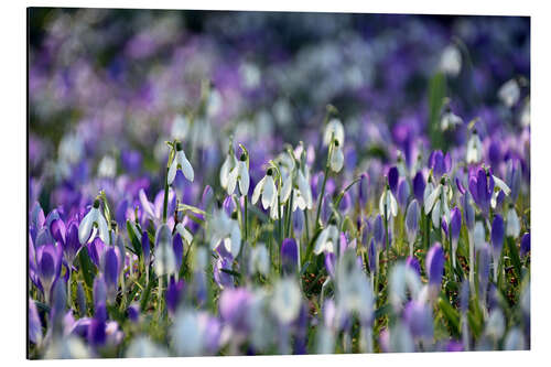 Cuadro de aluminio Spring vibe in violet