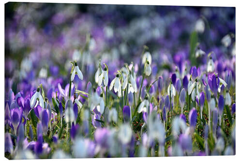 Lærredsbillede Spring vibe in violet