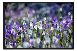 Gerahmter Kunstdruck Frühlingsgefühle in violett