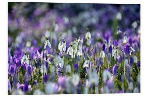 Hartschaumbild Frühlingsgefühle in violett