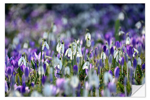 Naklejka na ścianę Spring vibe in violet