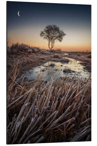 Aluminium print Tree at sunrise