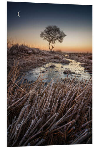 Bilde på skumplate Tree at sunrise