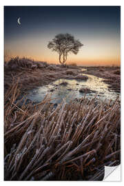 Selvklebende plakat Tree at sunrise