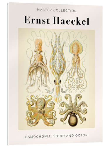 Gallery Print Gamochonia: Squid and Octopi