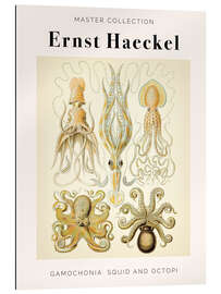 Galleriprint Gamochonia: Squid and Octopi