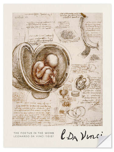 Selvklebende plakat The Foetus in the Womb