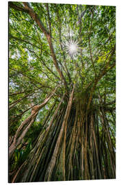 Magnettafel Banyan Feige