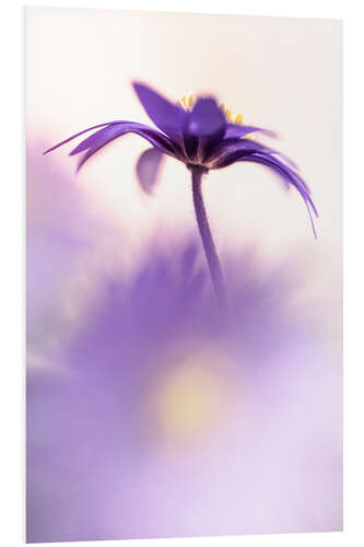 Tableau en PVC Graceful Balkan Anemone