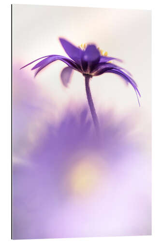 Gallery print Graceful Balkan Anemone