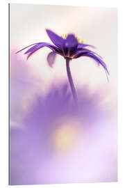 Gallery print Graceful Balkan Anemone