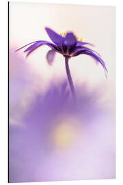 Magnettafel Anmutige Balkan-Anemone