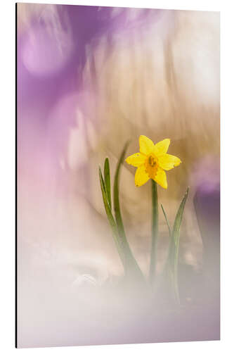 Aluminium print Sunny Daffodil