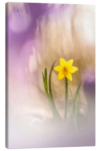 Canvas print Sunny Daffodil