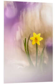 Foam board print Sunny Daffodil