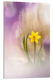 Gallery print Sunny Daffodil