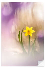 Wall sticker Sunny Daffodil