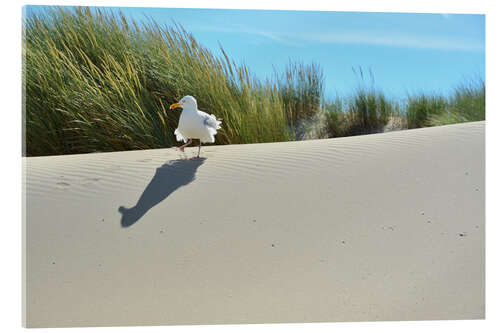 Akrylbillede Seagull in the dune