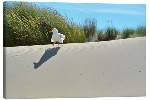 Canvas print Seagull in the dune