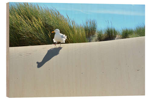 Trebilde Seagull in the dune