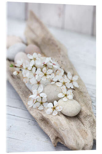 Acrylic print Sakura White Cherry Blossom