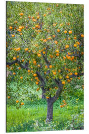 Cuadro de aluminio Mandarin tree with fruits in Mallorca