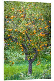 Foam board print Mandarin tree with fruits in Mallorca