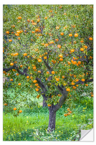 Vinilo para la pared Mandarin tree with fruits in Mallorca