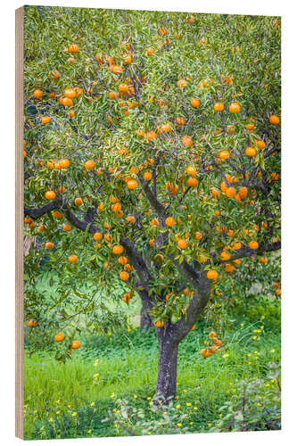 Quadro de madeira Mandarin tree with fruits in Mallorca