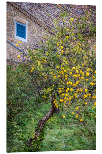 Stampa su vetro acrilico Lemon tree with fruits in Mallorca