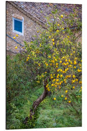 Aluminium print Lemon tree with fruits in Mallorca - Christian Müringer