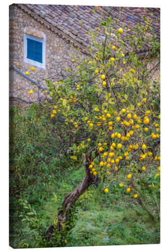 Quadro em tela Lemon tree with fruits in Mallorca