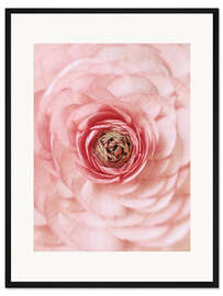 Gerahmter Kunstdruck Rosa Hahnenfuß-Porträt