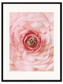 Framed art print Pink Buttercup Portrait