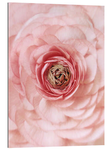 Gallery print Pink Buttercup Portrait