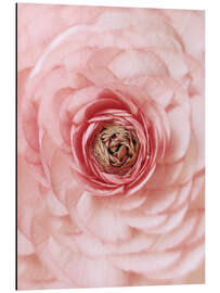 Magnettafel Rosa Hahnenfuß-Porträt