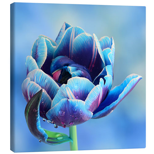 Canvas print Symphony in Blue