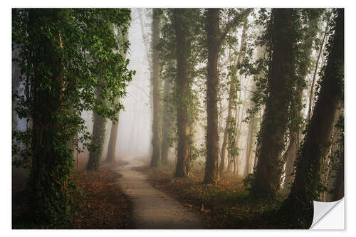 Sticker mural Path through a beautiful Dutch forest