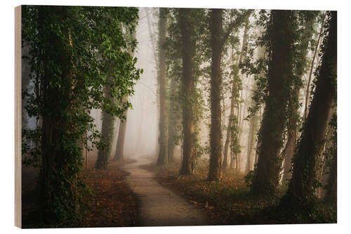 Obraz na drewnie Path through a beautiful Dutch forest