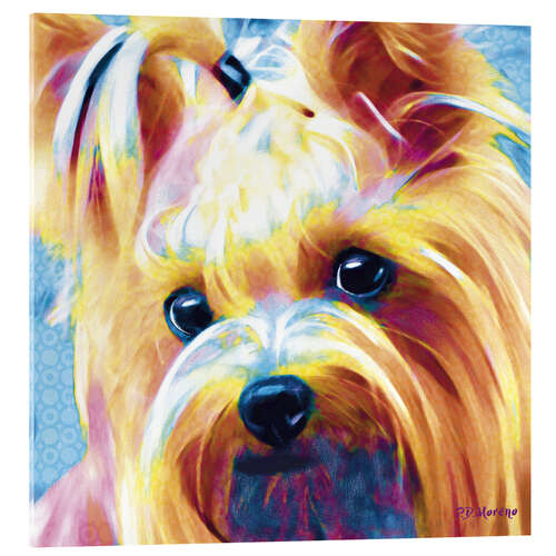 Acrylglasbild Yorkshire Terrier