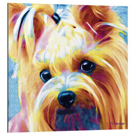 Tableau en aluminium Yorkshire Terrier