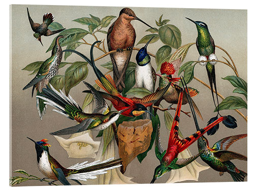 Akrylglastavla Hummingbirds, historical illustration