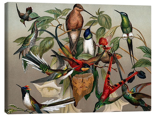 Tableau sur toile Hummingbirds, historical illustration