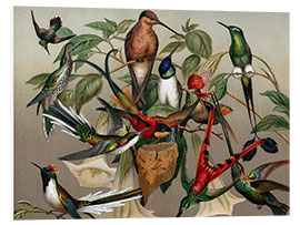 Foam board print Hummingbirds, historical illustration