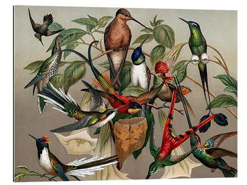 Galleritryk Hummingbirds, historical illustration