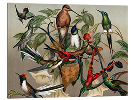 Galleritryk Hummingbirds, historical illustration